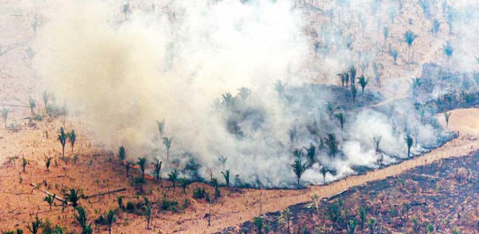 Compared to previous year Amazon deforestation doubles in January