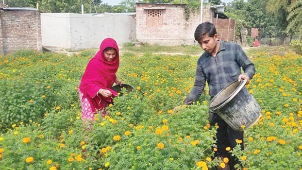 Flower cultivation increases in Rajshahi 