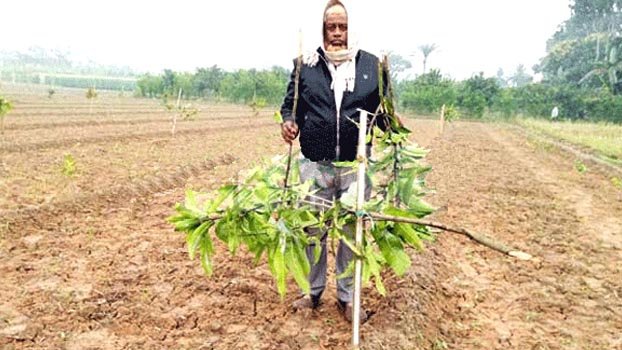 Mango trees adorned with buds cut down in darkness of night