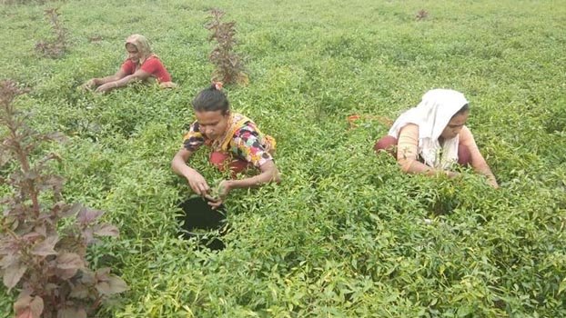 Agricultural women victims of wage  discrimination in Kishoreganj