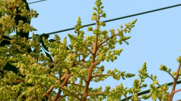 Mango production may not achieve target in Rajshahi for inclement weather 