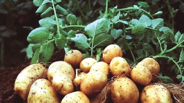 Bangladesh exports potato to three countries