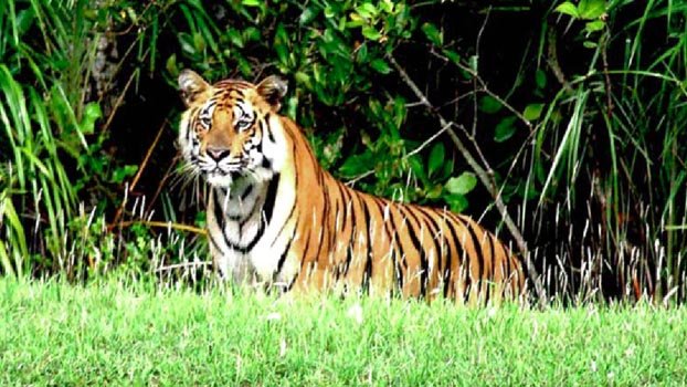 Tourist gatherings banned in Sundarbans