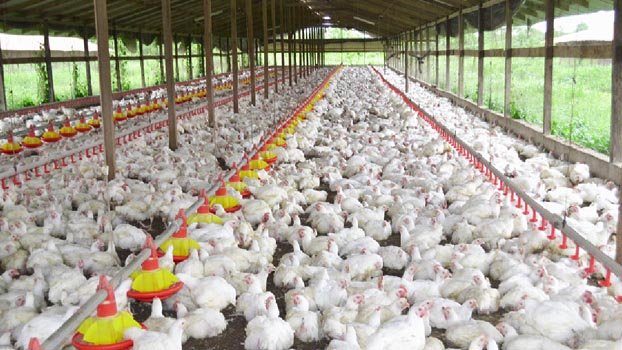 Poultry entrepreneurs fear losses of Tk 11.5bn, seek govt intervention