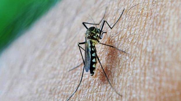 No new dengue case reported in 24 hrs