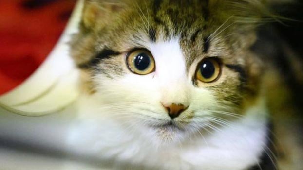 Shenzhen becomes first Chinese city  to ban eating cats and dogs