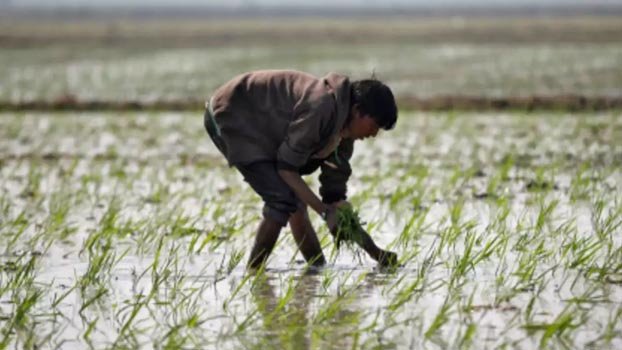 Wetland farmers in acute labour problem 
