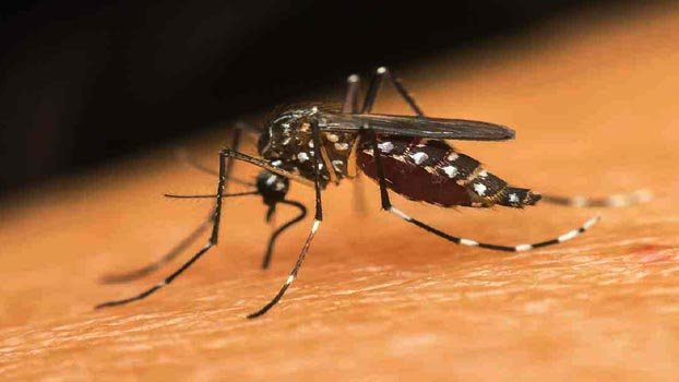 No news dengue case reported in 24 hrs