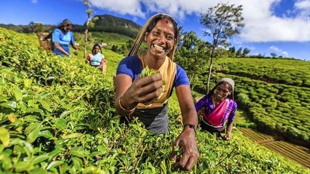 Drought hits tea gardens