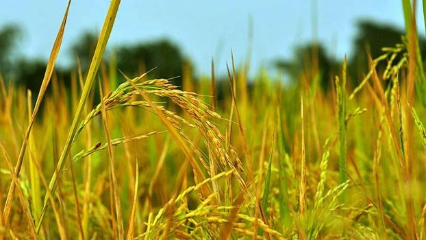 Boro harvesting at risk for labour shortage