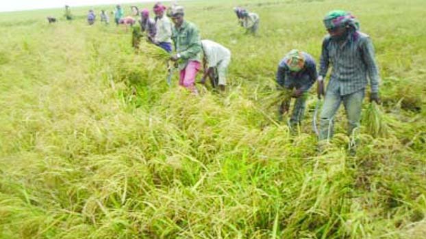 Govt to provide extra cash, transport facilities for farm labourers