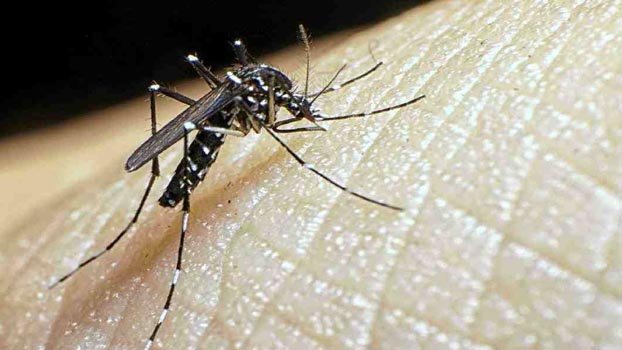 No new dengue case reported in last 4 days