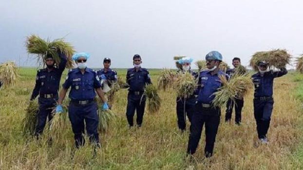 Police reap paddy of K’ganj farmer