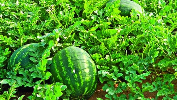 Watermelon farmers happy with high yield in Bhola