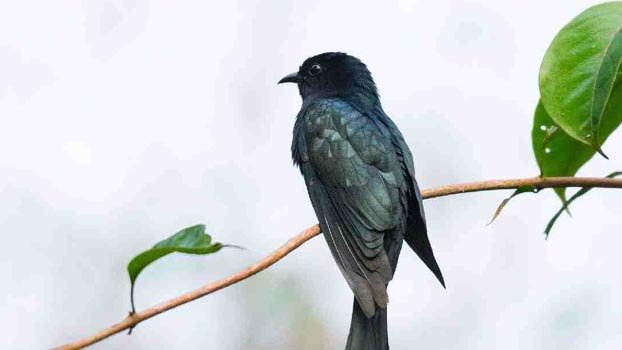 Return of birdsong in capital