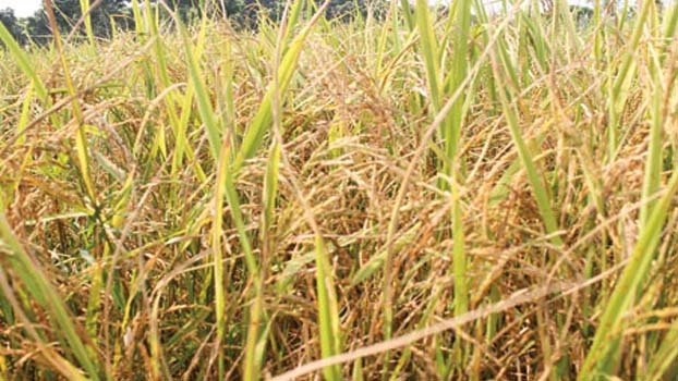 Jhenaidah Boro farmers face acute labour crisis