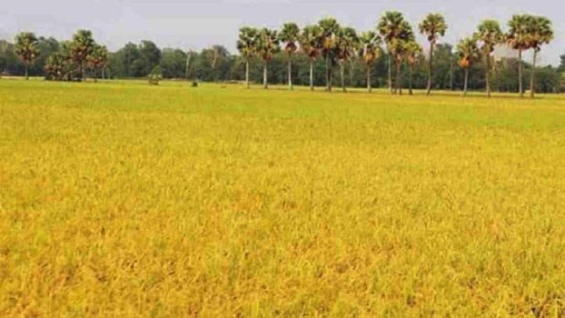 62pc haor paddy harvested: Minister
