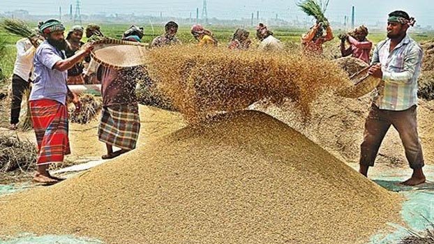 Govt to procure 19.5 lakh tonne Boro paddy, rice