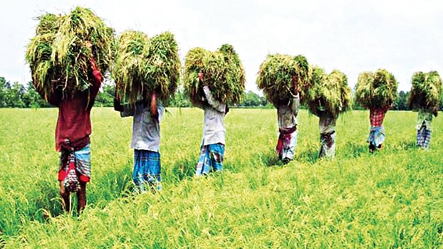 Farmers overcome challenges