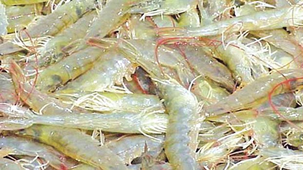 Covid-19 shatters farmers’ dream