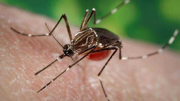 Dengue amid   coronavirus outbreak