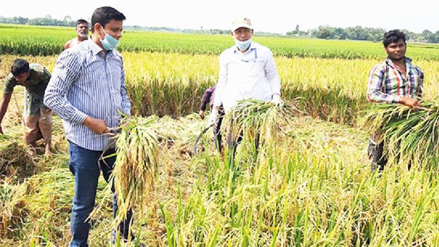 Sample harvesting of  BRI-86 paddy in Ishwardi
