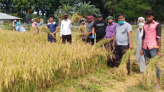 SMC members, teachers cut paddy for poor farmer