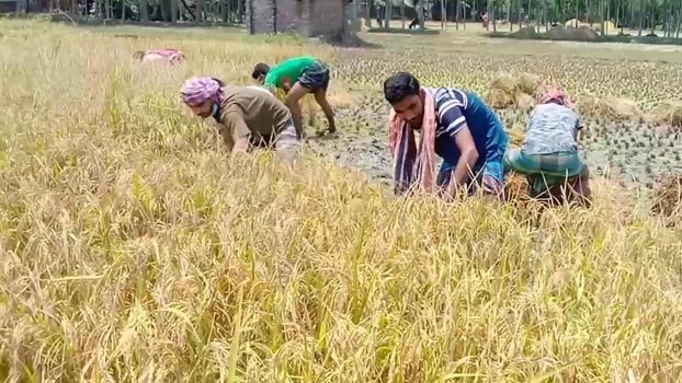 IU BCL men cut paddy  for Jhenaidah farmer