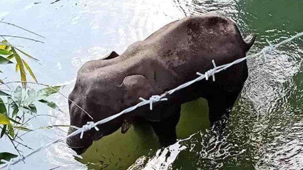India to probe death of pregnant   elephant