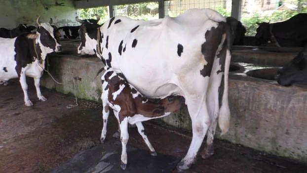 Dairy farm owners seek incentives for survival