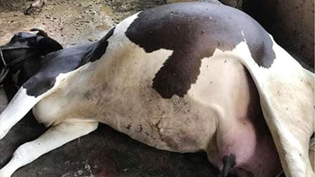 Unknown disease kills 4 cows - Bangladesh Post