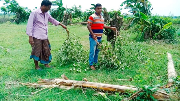 Miscreants cut down 42 Jujube trees in Benapole - Bangladesh Post