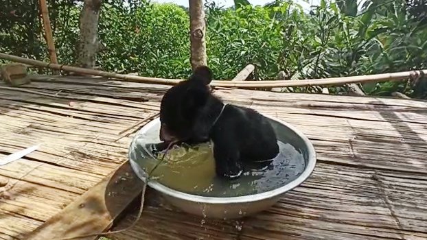 Bear cub rescued in Lama