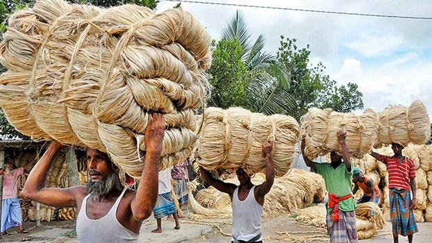 Jute can drive the  economy, yet again