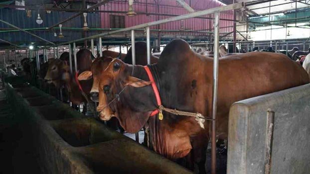 No sacrificial animal import this year: Minister