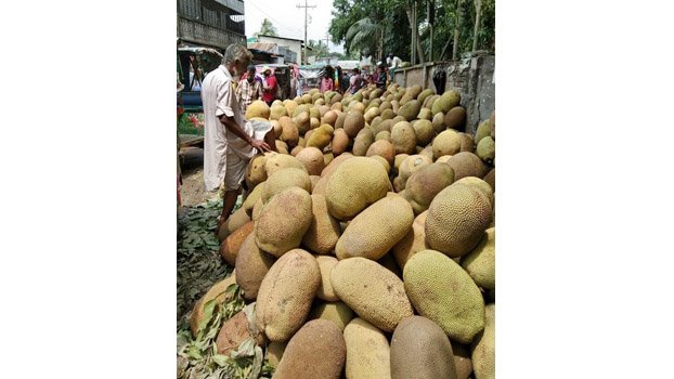 Bhawal farmers not getting expected profits from jackfruit cultivation