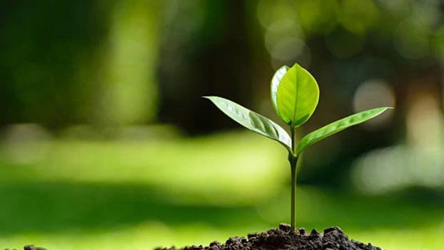 Over 7 crore trees will be planted this year: Shahab