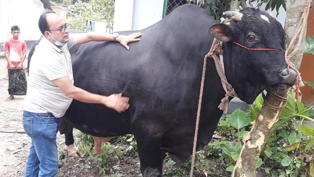 Bull expected to fetch Tk 25 lakh
