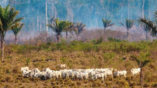 Amazon soya and beef exports ‘linked to deforestation’