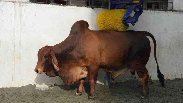 Ready to strongly monitor cattle market: Minister
