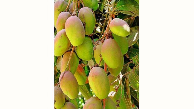 North Bengal farm  starts exporting Rajshahi’s  mangoes to European markets