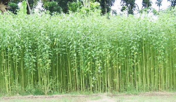 Jute harvesting goes  on in Panchagarh