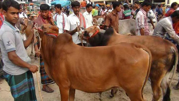 Dinajpur cattle markets draw crowds despite Covid-19 risk - Bangladesh Post