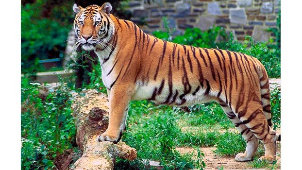‘Tiger Conservation’ project to start by Jan 2021