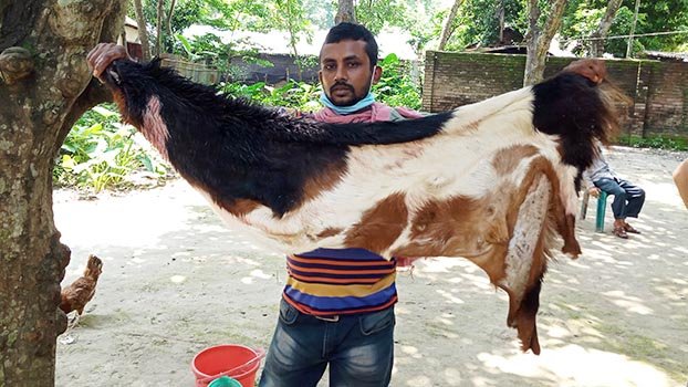 No seasonal traders for rawhide  this Eid in Jhenaidah