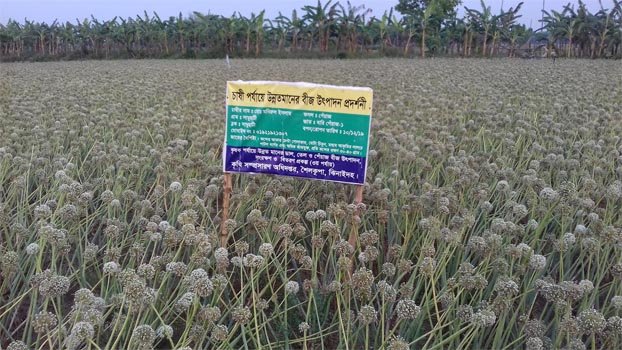 No DAE action against fake onion seed supplier