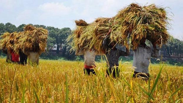 Bumper Aush paddy harvest likely