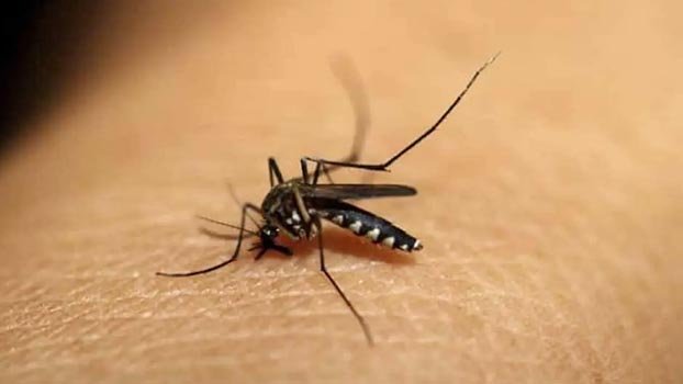 Dengue under control this monsoon