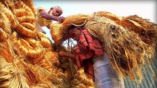 High price makes jute growers happy