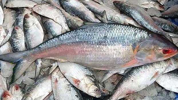 Hilsa more affordable than ever before!